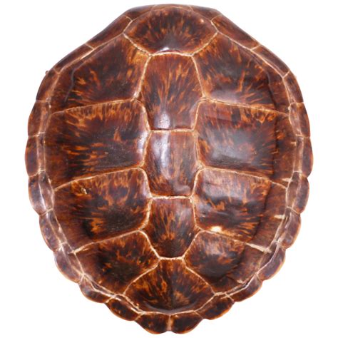 Antique Turtle Or Tortoise Shell For Sale At 1stdibs