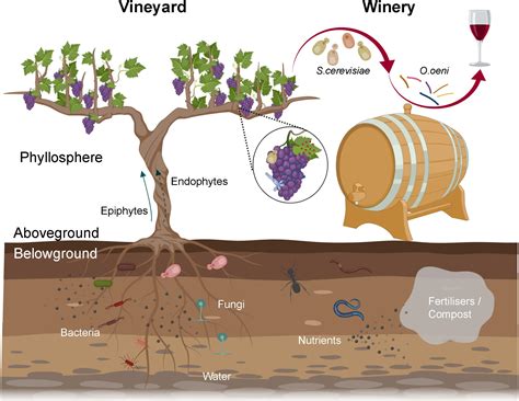 Frontiers From The Vineyard To The Winery How Microbial Ecology