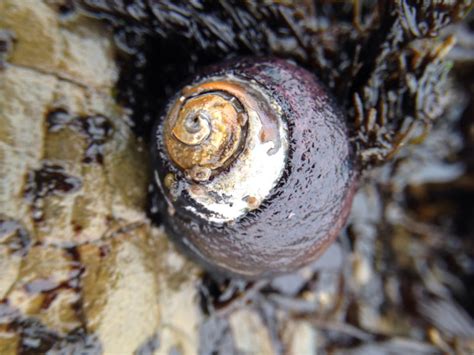 What Native Land Snails Live In The Bay Area