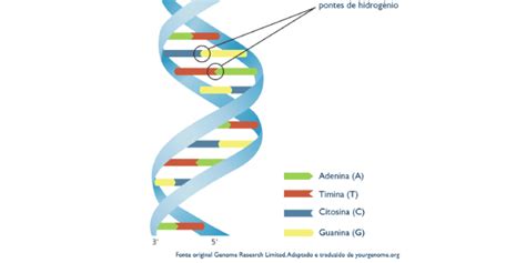 O Que São Ácidos Nucleicos Dna Rna E Mais