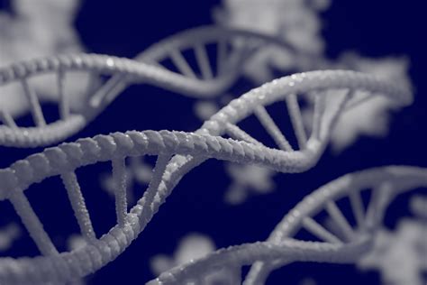Genoma Umano Completo Sequenziato Per La Prima Volta Ilpapaverorossoweb