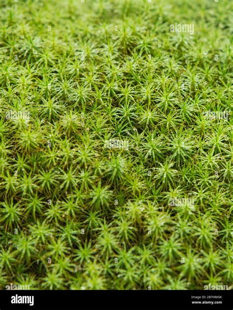 Sphagnum Moss Hi Res Stock Photography And Images Alamy