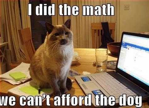 I Did The Math Cat Meme Cat Planet Cat Planet