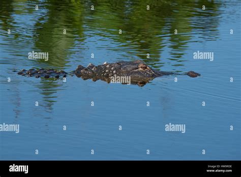 Close Up Alligator In Everglades High Resolution Stock Photography And