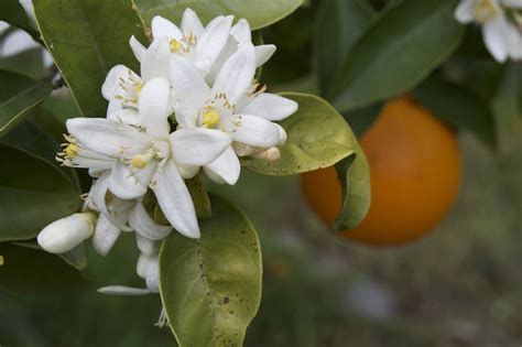 Find & download free graphic resources for orange blossom. Adios to Orange Blossom and Stranded Assets - Resilience