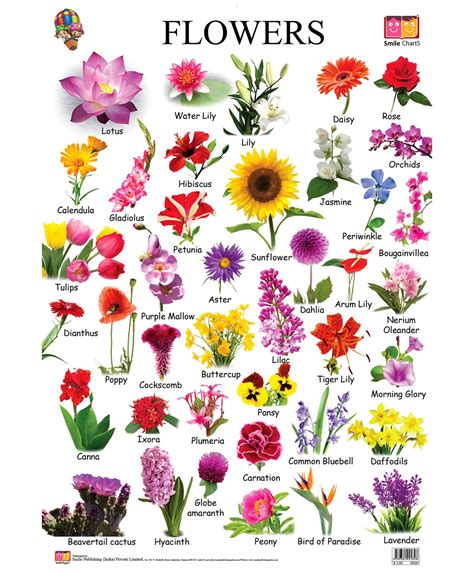 163 beautiful types of flowers a to z with pictures flower chart chart and flower