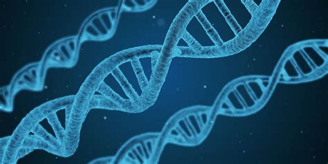 Cuáles son las diferencias entre genes y ADN Don Alumno