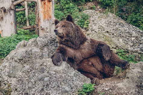 Relaxed Brown Bear Del Colaborador De Stocksy Akela From Alp To Alp Stocksy