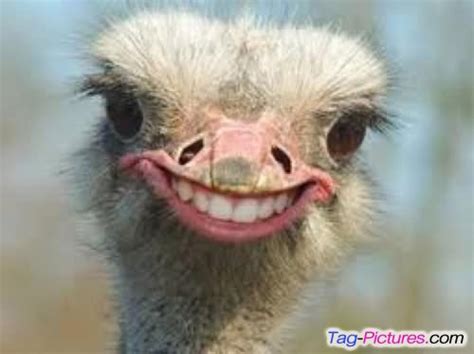 See more ideas about smiley, smiley face, happy face. 25 Very Funny Bird Face Pictures That Will Make You Laugh