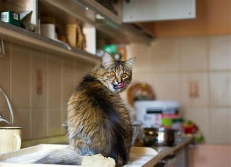 They will be able to digest it just fine as long as we feed them just the right amount. 14 Facts About Can Cats Eat Onions That'll Make Your Cat's ...
