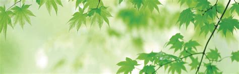 Green leaf banner HD pictures free download