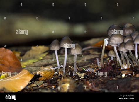 The Saprotrophic Mushrooms Mycena Stipata In A Forest Stock Photo Alamy