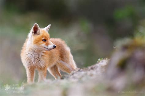 Cute Baby Fox By Thrumyeye On Deviantart