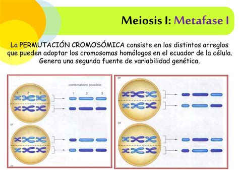 Ppt Meiosis Powerpoint Presentation Free Download Id1917363