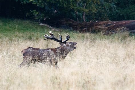 Red Deer Roaring Stig Nygaard Flickr