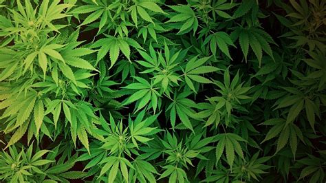Cannabis Wallpapers Top Những Hình Ảnh Đẹp