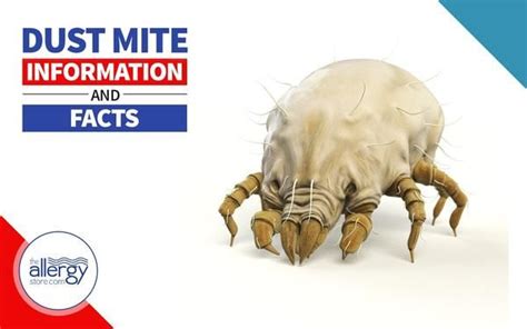 Dust Mite Information And Facts Dust Mites Dust Mite Allergy Mites