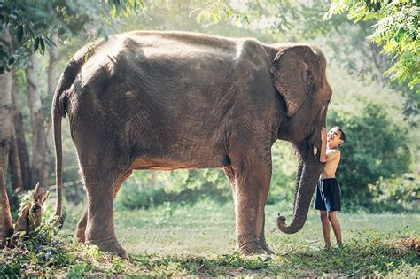 Fondos De Pantalla Asiático Elefantes Hierba Niño Dos Animalia Niños