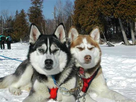 En utilisant ces derniers, vous acceptez l'utilisation des cookies. Chiens de traineaux pour aventure au Canada