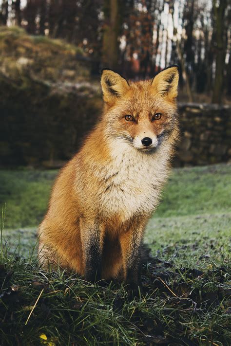 Fotos gratis fauna silvestre zorro rojo animal salvaje vertebrado Fotografía de animales