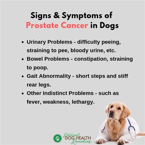 Signs And Symptoms Of Bowel Cancer In Dogs 10 Signs Of Cancer In Dogs