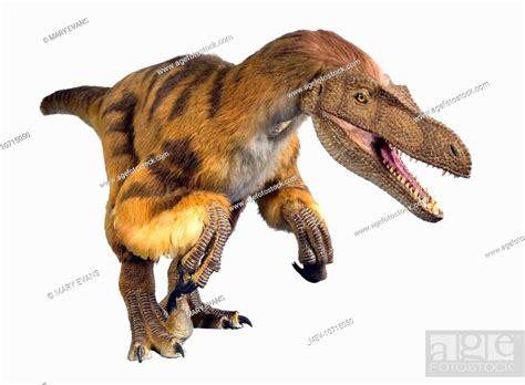 An Animatronic Model Of The Dinosaur Velociraptor Created By Kokoro For