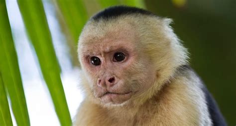 The Mischievous Capuchin Monkey Critter Science