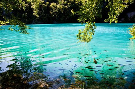 Fish Swimming In Plitvice Lakes And Waterfalls Stock Image Image Of