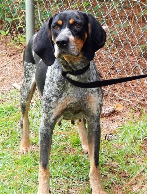Bluetick Coonhound And German Shepherd Dog Mix Cute Of