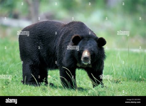 Asiatic Or Tibetan Black Bear Moon Bear Ursus Thibetanus Adult