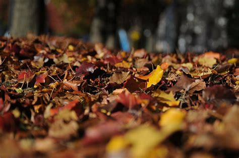 Hd Wallpaper Leaf Litter On Ground Selective Photography During