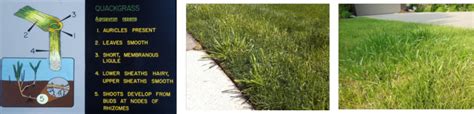 Enter crabgrass vs bermuda grass! Quackgrass Control | Getting rid of Tall Fescue Grass?