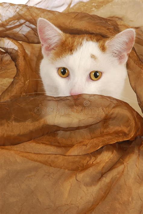 Cat With Amber Eyes Stock Photo Image Of Domestic Kitty 27202592