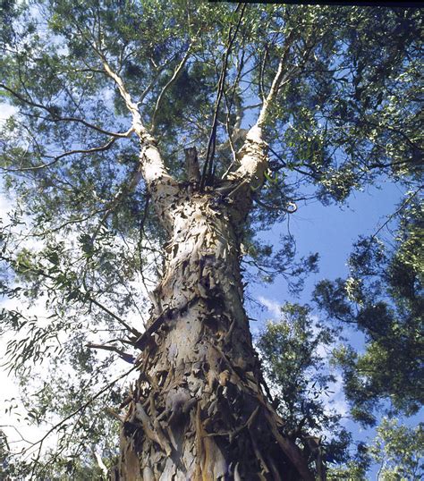 Eucalyptus Tree Trunk Photograph By Daniel Blatt Fine Art America