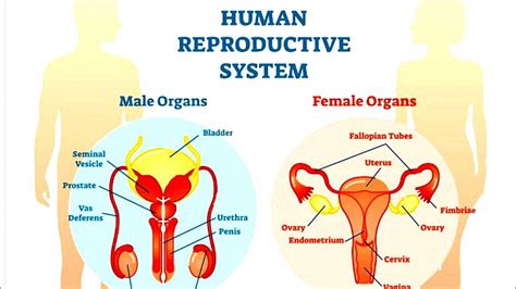 شرح ال Female And Male Reproductive Systems ♀️♂️الجهاز التناسلي في