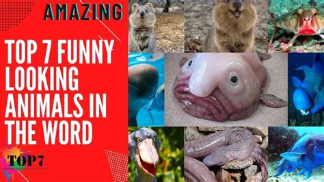 Funny Looking Animals In The World Try Not To Laugh 🤣 Youtube