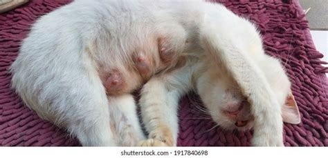 Position Cat After Giving Birth Stock Photo 1917840698 Shutterstock