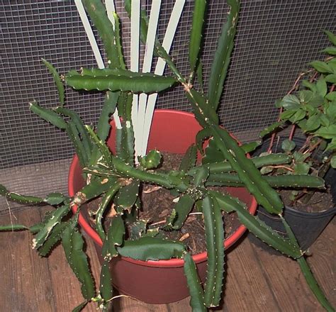 It is not tolerant of frost, requiring an optimum temperature of 68 to 86 °f (20 to 30 °c). Tropicals forum: Dragon fruit cactus - Garden.org