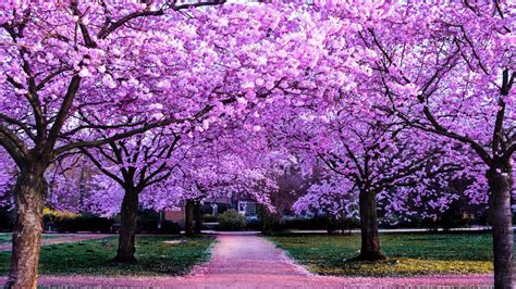 Cherry Blossom Trees Wallpaper 4k Purple Flowers Pathway Park 3300