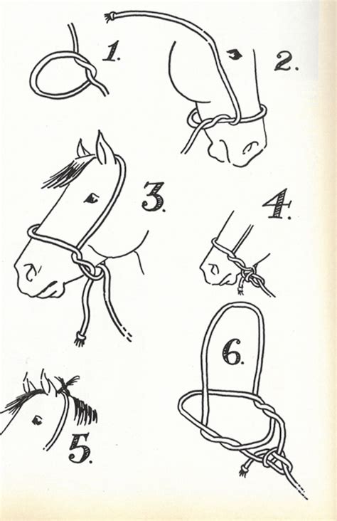 Where it's from and how to put it on. Tying a Halter - Western Horseman