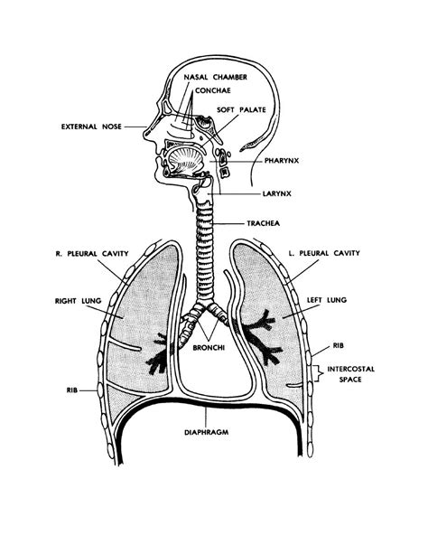 Figure 7 1 The Human Respiratory System Basic Human Anatomy