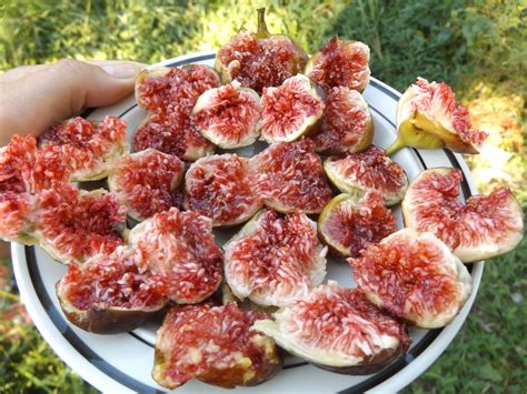 Special attractions include the children's garden, butterfly garden, trial gardens, a wildlife viewing area in the native kentucky prairie, and a new woodland walking trail. Fig harvest (Late September 2016) zone 6 Kentucky ...