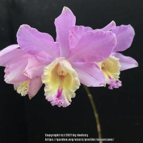 Orchid Myrmecocattleya Cupid S Arrow