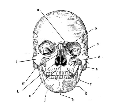 Skull Frontal View Part 1 Diagram Quizlet