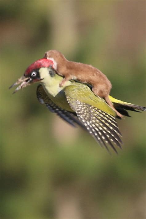 About This Photo Of A Baby Weasel Flying On A Woodpecker Unusual