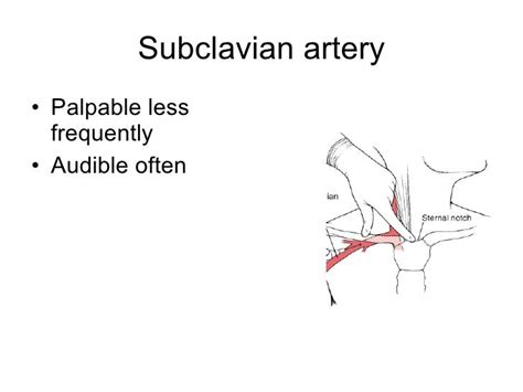 Peripheral Vascular Examination