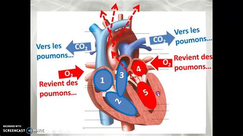 Cours 25 Le Coeur Youtube