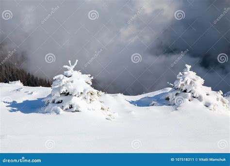 Small Fluffy Fir Trees Covered With Webby Snow Spruce Trees Stand In