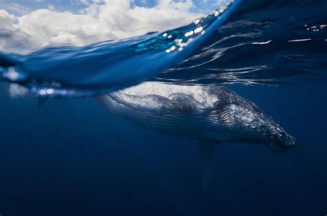Humpback Whale Reunion Bing Wallpaper Download