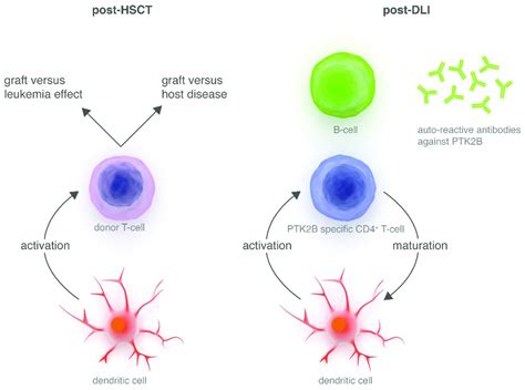 allogeneic t cells maestro in the co ordination of the immune response after hematopoietic stem
